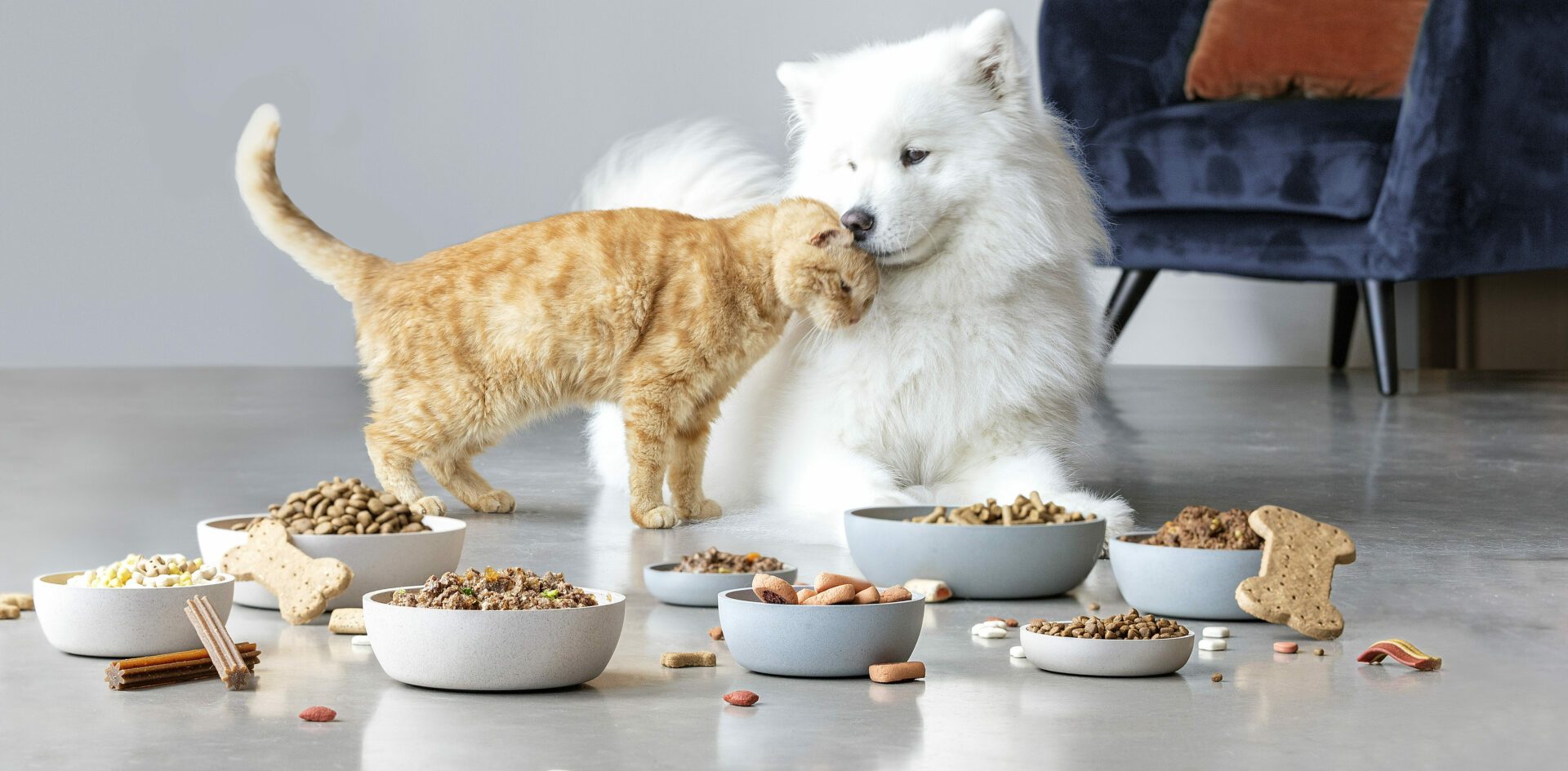 Cat food hot sale for dogs